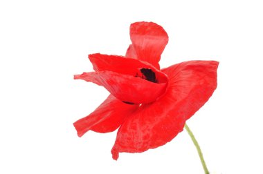 beyaz zemin üzerinde ortak haşhaş