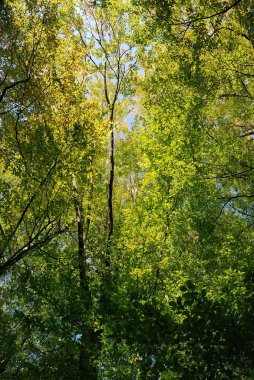 Sonbahar renklerinde ağaç 