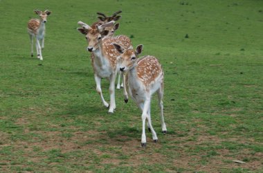 Fallow geyiği (Dama dama)