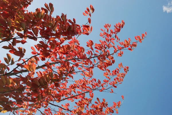 Arbre aux couleurs automnales — Photo