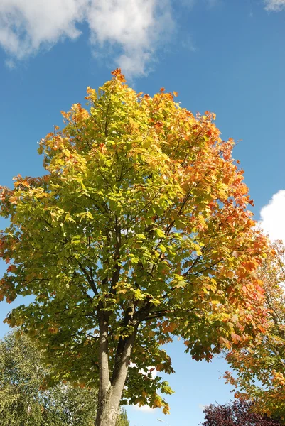 Arbre aux couleurs automnales — Photo