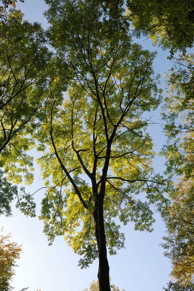 Tree in autumn colors — Stock Photo, Image