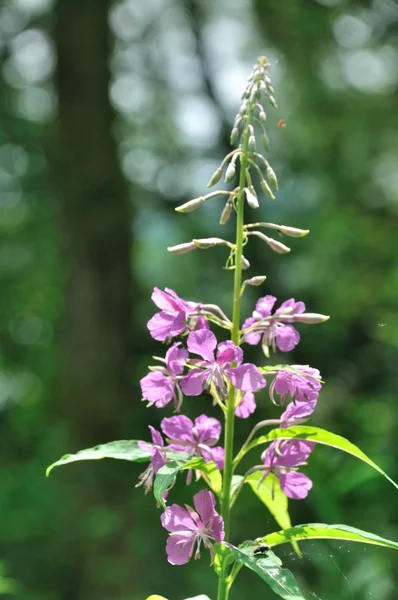 Un oleandri (epilobium angustifolium) — Foto Stock