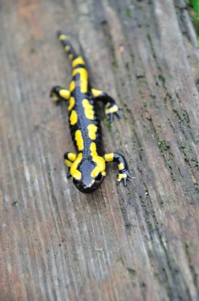 Salamandra — Fotografia de Stock