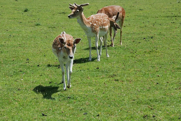 Jachère Cerf (Dama dama) — Photo