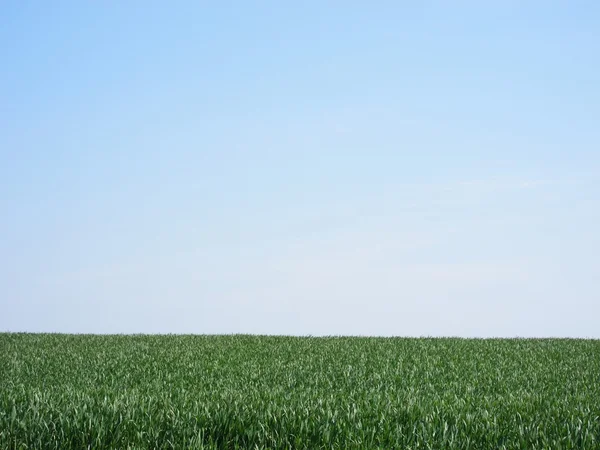 Een groene tarweveld — Stockfoto