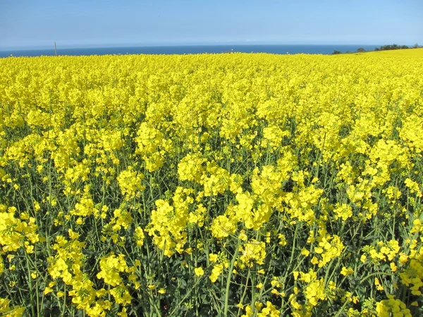 Flower of rape — Stock Photo, Image