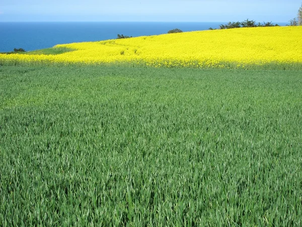 Wheat — Stock Photo, Image