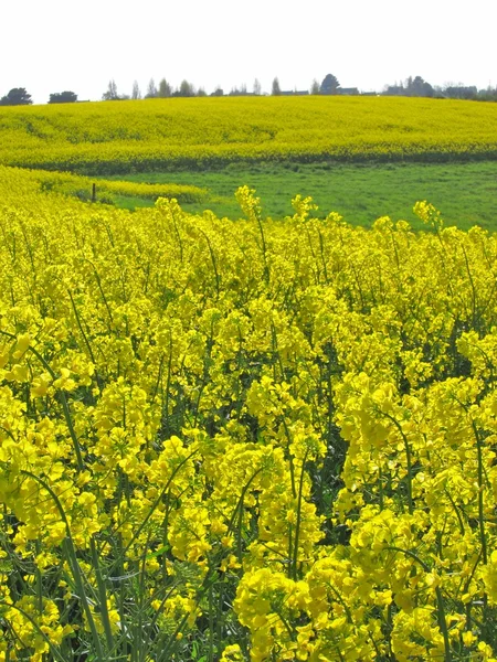 Flower of rape — Stock Photo, Image