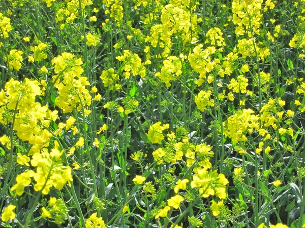 Flor de colza — Fotografia de Stock