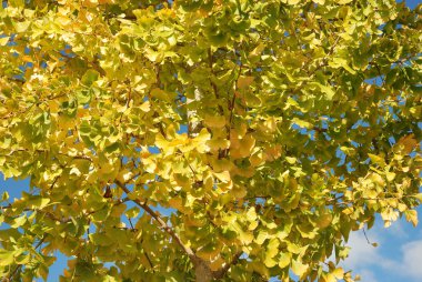 Sonbahar renklerinde ağaç 