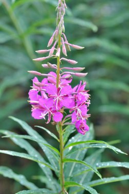 rosebay (epilobium angustifolium)