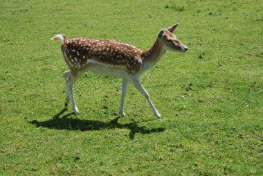 Fallow geyiği (Dama dama)