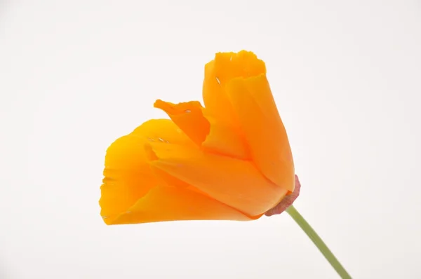 Eschscholzia 