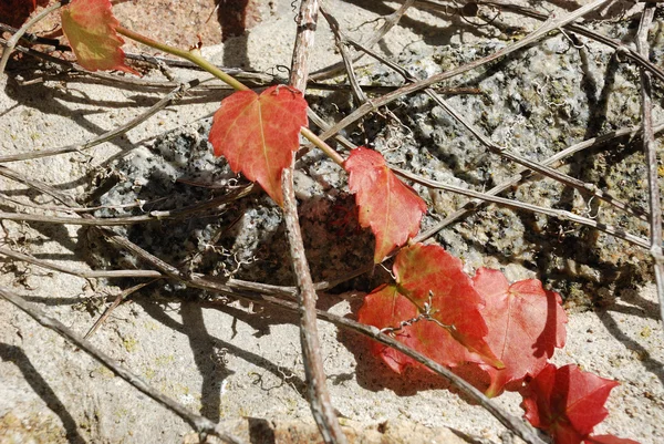 Virginia creeper op herfst — Stockfoto