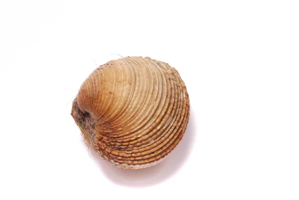 Vongole — Foto Stock