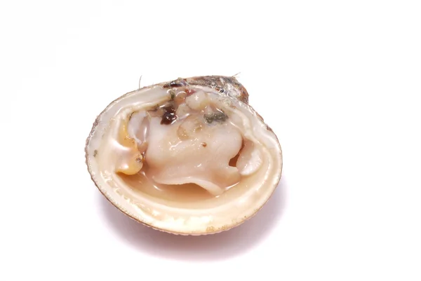 Vongole — Foto Stock