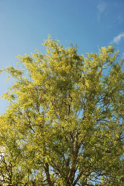 Tree in autumn colours — Stock Photo, Image