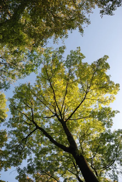 Tree in autumn colors — Stock Photo, Image