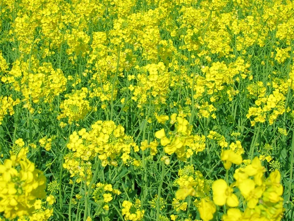 Blomma av våldtäkt — Stockfoto