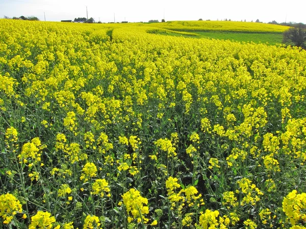 Blomma av våldtäkt — Stockfoto