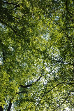 Sonbahar renklerinde ağaç 