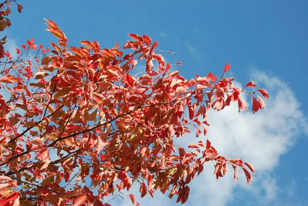 Arbre aux couleurs automnales — Photo