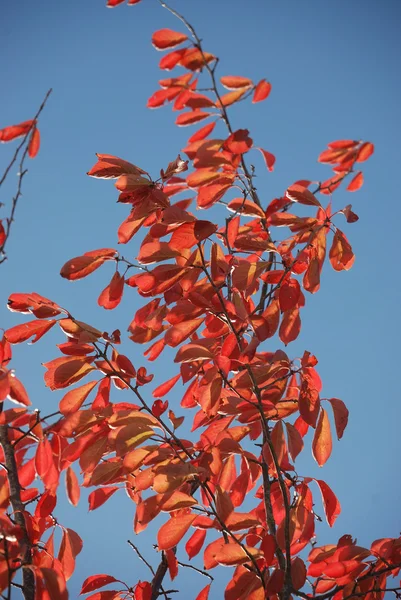 Árvore em cores de outono — Fotografia de Stock