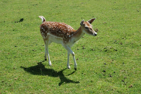 Fallow Deer (Dama dama) — Stock Photo, Image