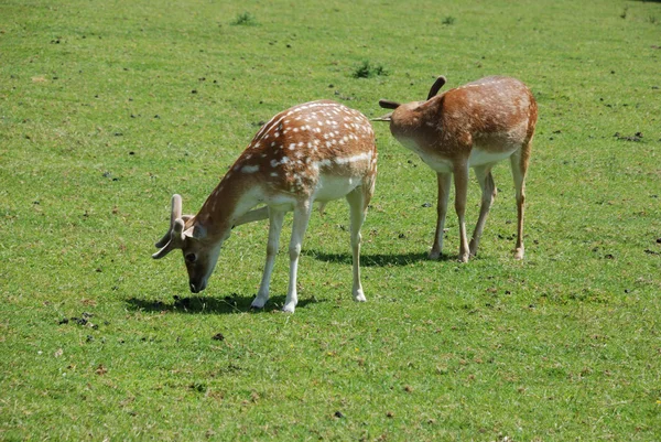 Fallow geyiği (Dama dama)