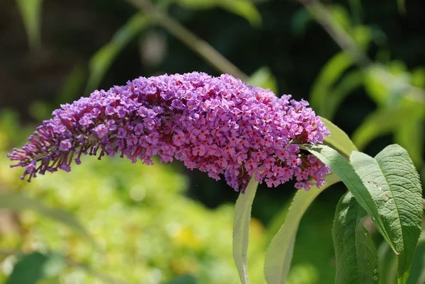 Buddleia çiçekli çalı