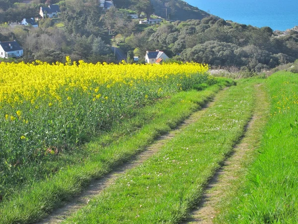 Camino en primavera —  Fotos de Stock