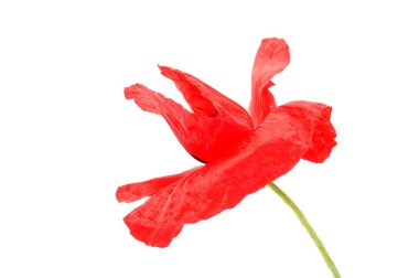 beyaz zemin üzerinde ortak haşhaş