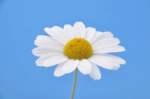 Margarita blanca sobre fondo azul —  Fotos de Stock