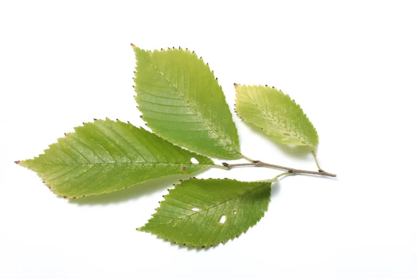 Bladeren op een witte achtergrond — Stockfoto