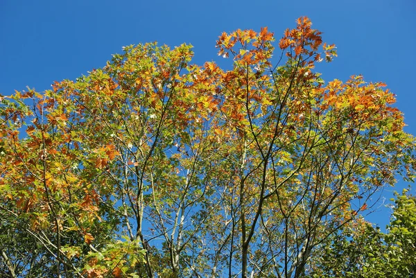 Árbol en colores otoñales — Foto de Stock