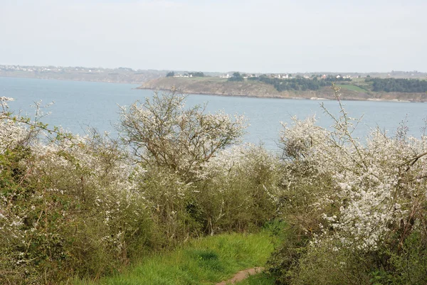 A path at spring — Stock Photo, Image