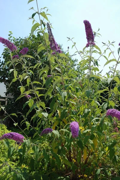 Buddleia bloei bush — Stockfoto