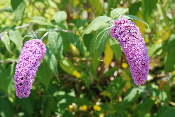 Buddleia blommande buske — Stockfoto
