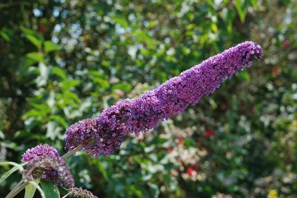 Buddleia flowering bush — Stock Photo, Image