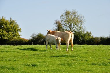 İnekler Çayırlığında