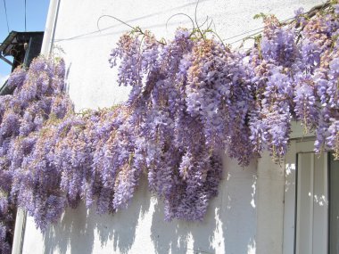 Wisteria bir duvar