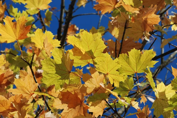 Arbre aux couleurs automnales — Photo