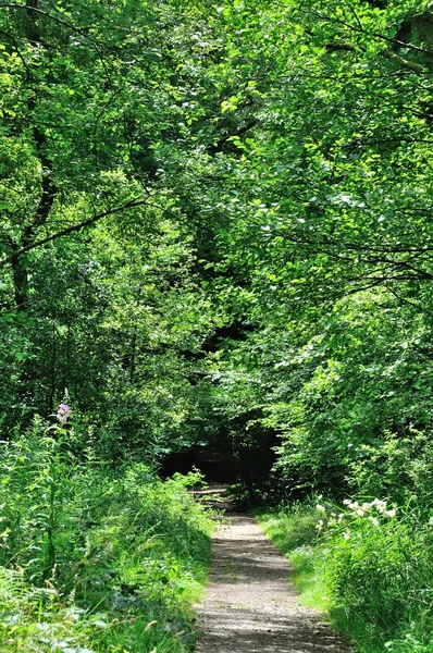 A path at spring — Stock Photo, Image