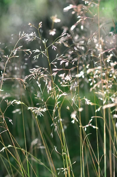 Сухі трави — стокове фото