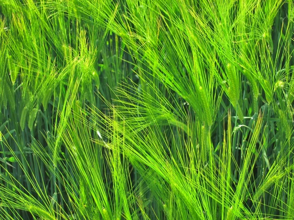 Centeno verde — Foto de Stock