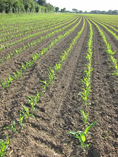Kukorica mező tavasszal — Stock Fotó