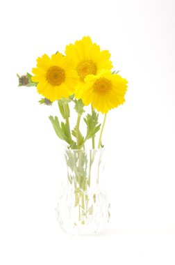 mavi zemin üzerine altın papatya