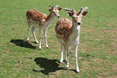 Fallow geyiği (Dama dama)