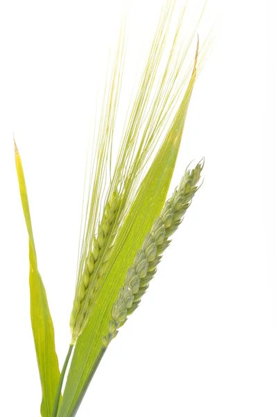 Wheat — Stock Photo, Image